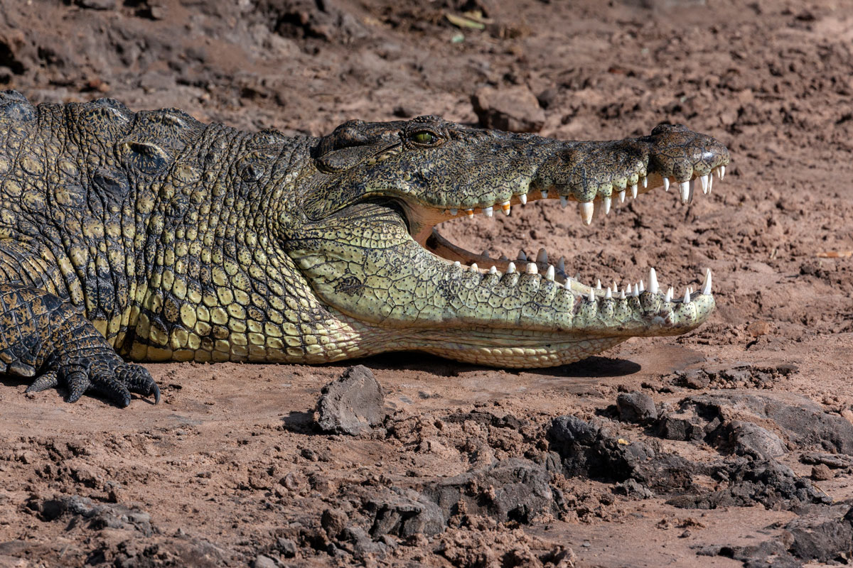 Nile crocodile waiting at Mara River crossings in northern Serengeti