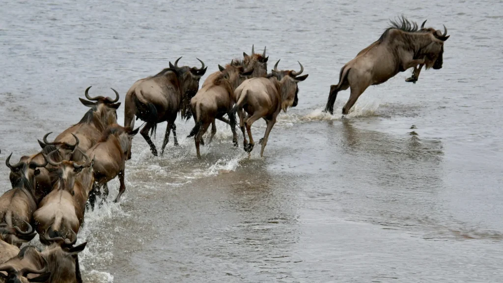 10-Day Great Migration Safari: Serengeti River Crossing Journey