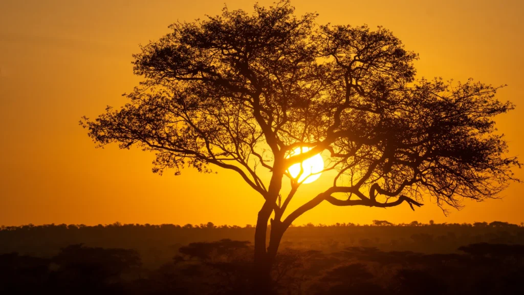 8-Day Serengeti & Ngorongoro Luxury Safari Experience