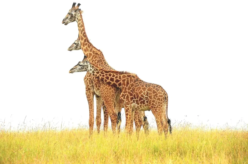 8-Day Kenya Luxury Safari: Laikipia & Maasai Mara Experience