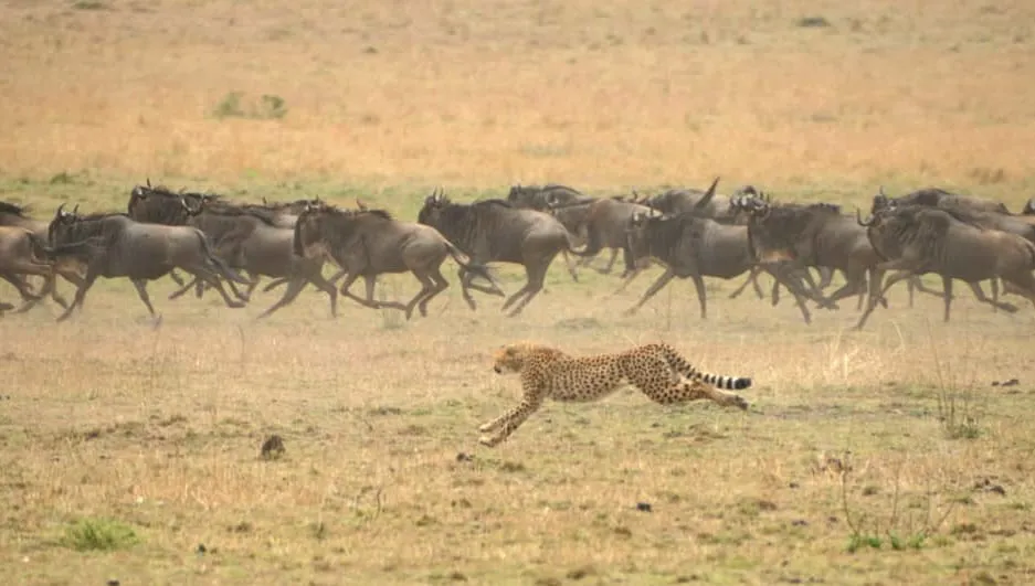 10-Day Great Migration Safari: Serengeti River Crossing Journey
