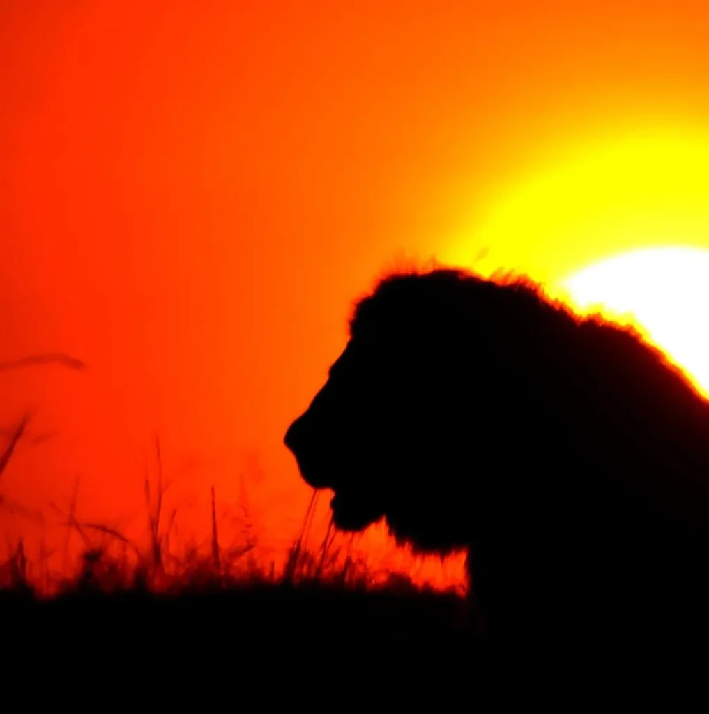 7-Day Kenya Safari: Maasai Mara & Amboseli Private Experience