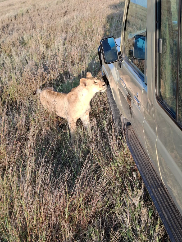 Classic Safari