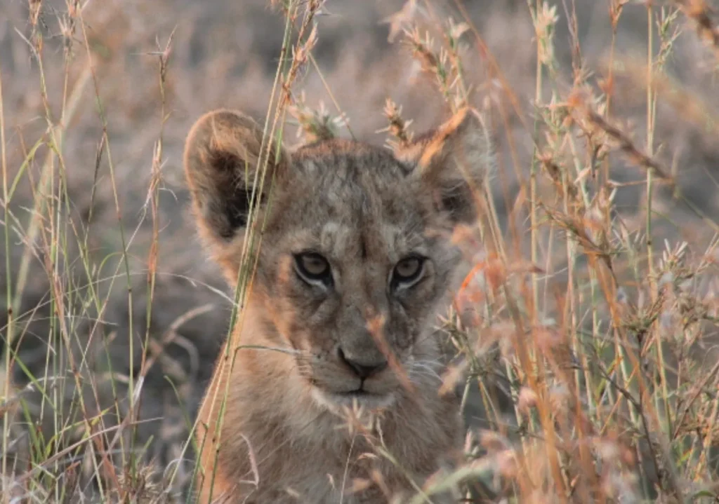 8-Day Serengeti & Ngorongoro Luxury Safari Experience