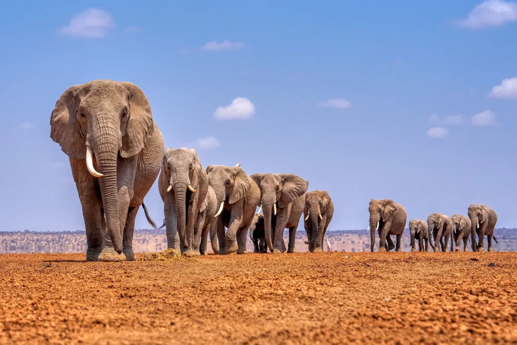 Amboseli National Park