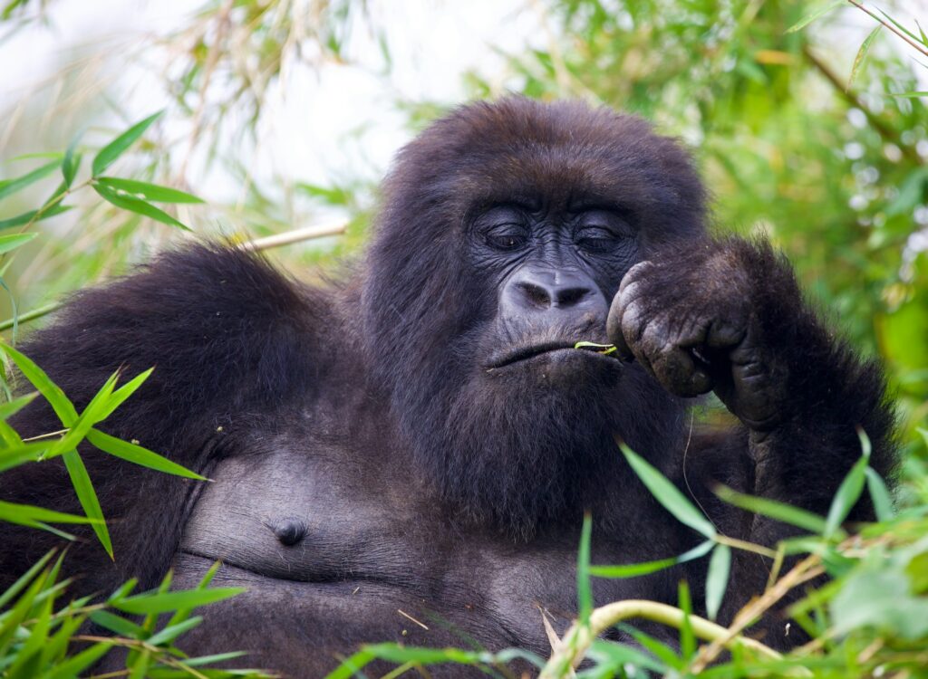 Bwindi Impenetrable Forest