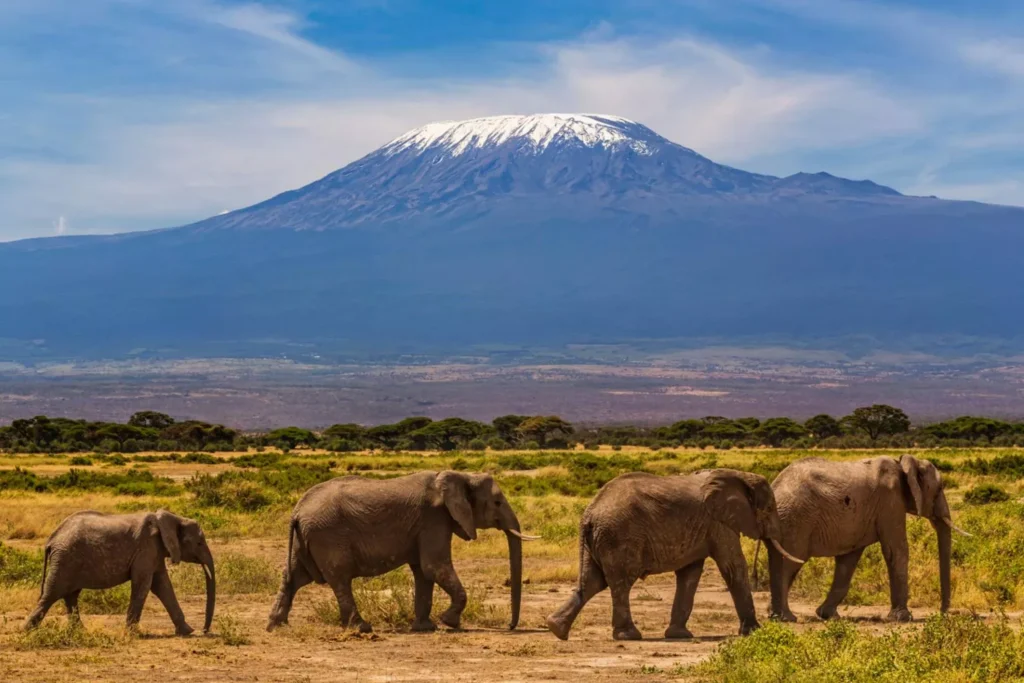 7-Day Kenya Safari: Maasai Mara & Amboseli Private Experience