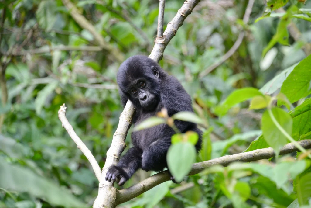 6-Day Rwanda Gorilla Trekking & Volcanoes Experience