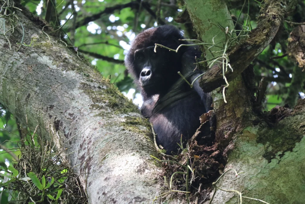 Kibale National Park