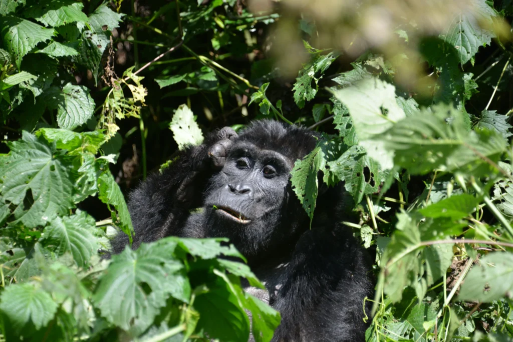 7-Day Rwanda Chimpanzee Trekking & Lake Kivu Experience