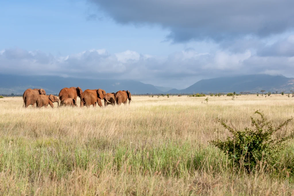 Akagera National Park