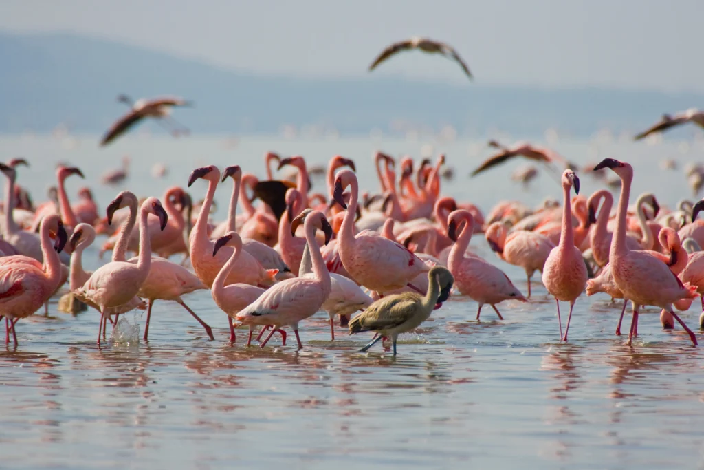 Lake Nakuru