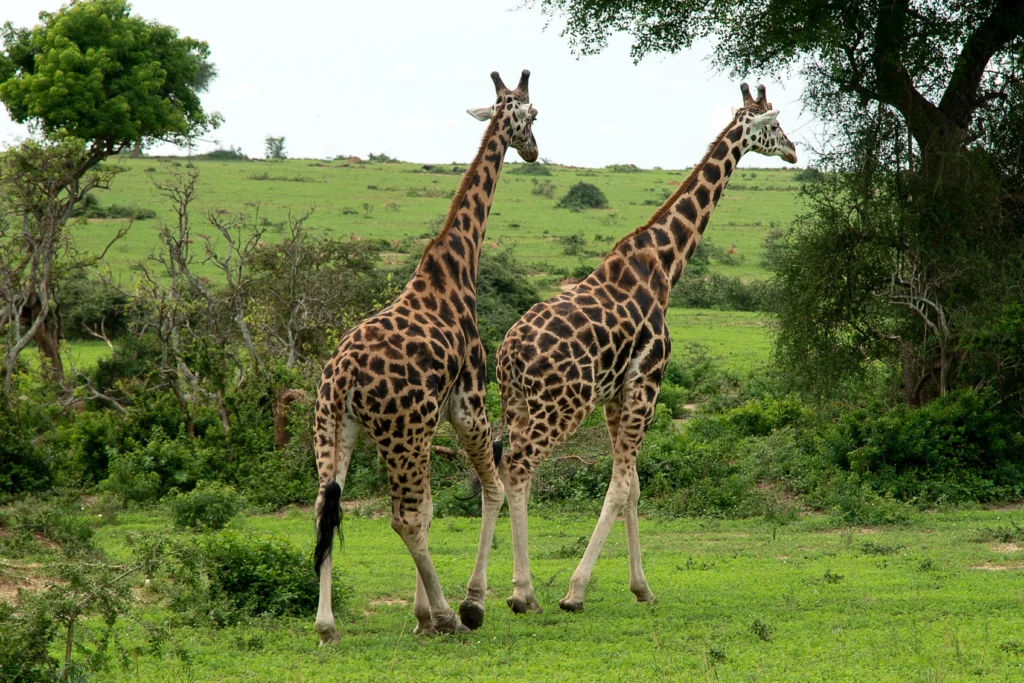 Murchison Falls National Park