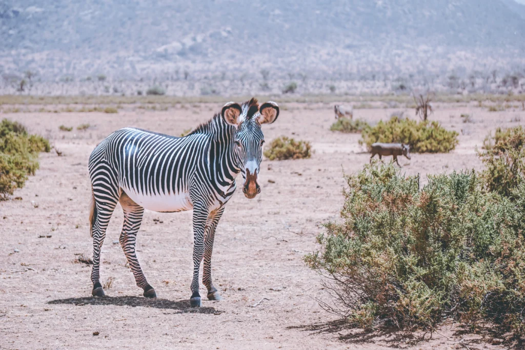 Samburu National Reserve