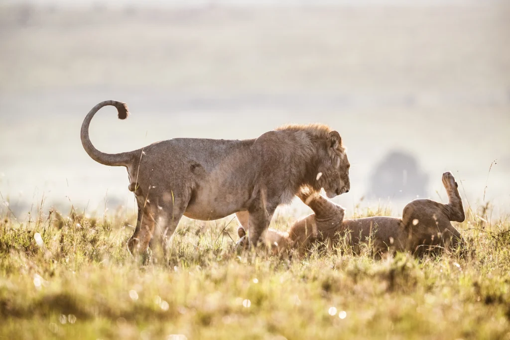 Masai Mara National Reserve