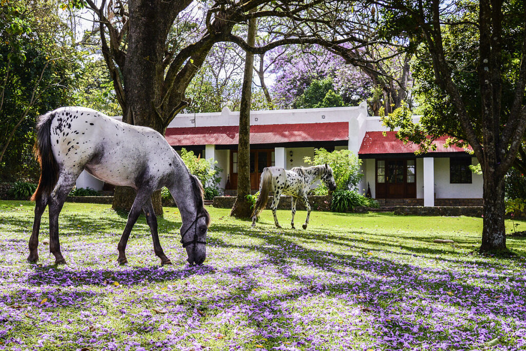 Ngare Sero Mountain Lodge